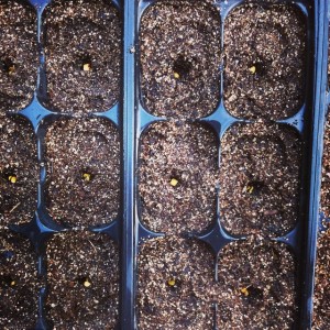 seedling trays