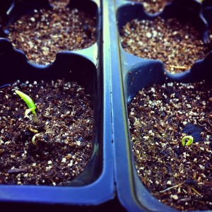 chili pepper seeds sprouting
