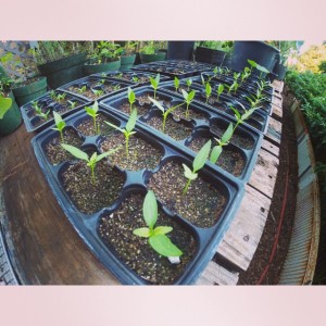 chili pepper seeds sprouting