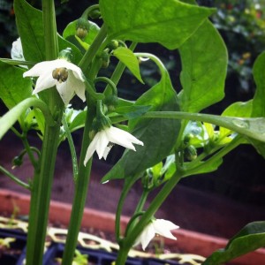 chili pepper flowering