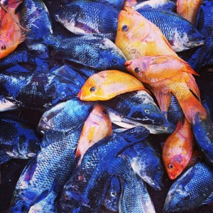 Talapia for compost tea
