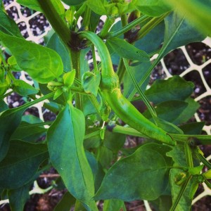 Adoboloco hot sauce