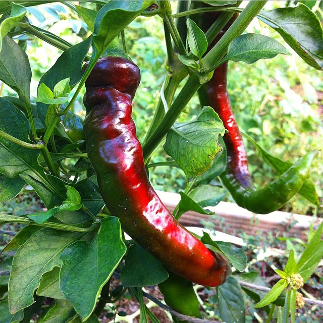 Adoboloco hot sauce